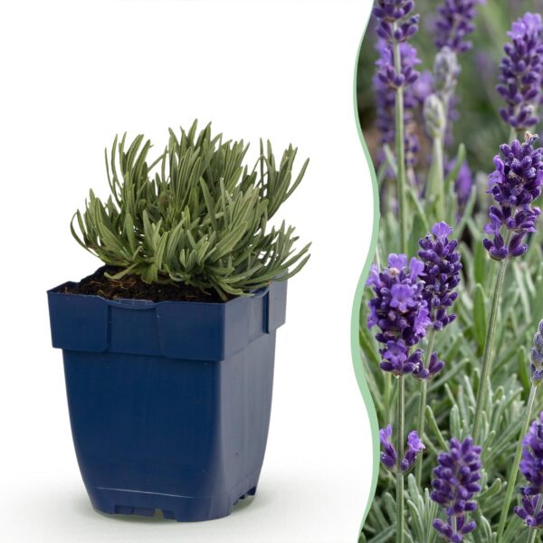 97fcf92b8c574b1da8628ce77a3f4cfc05cb5ab46e65404599fe91f331fa57e8.jpg Lavandula ang. Munstead – Lavendel – Duftend – Violett – 12 Pflanzen