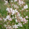 20cb37b66ed54a109467d4b6400064b71c63d186f6da4ef997ae802b2c91ab67.jpg Gaura lindh. Whirling Butterflies – Prachtkerze – Bienen- und Schmetterlingsmagnet – Weiß – 12 Pflanzen