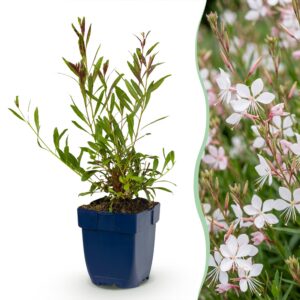 39c7209a27714f62be807f3c791c97c9c50d080924fc4cfba12dbb47d65d7ddf.jpg Gaura lindh. Whirling Butterflies – Prachtkerze – Bienen- und Schmetterlingsmagnet – Weiß – 12 Pflanzen