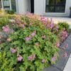26818735930a472fa385b013d2d65cfe041ed40607944e65bc678f50346af400.jpg Geranium macr. Czakor – Storchschnabel – Bodendecker – Violett-Rosa – 12 Pflanzen