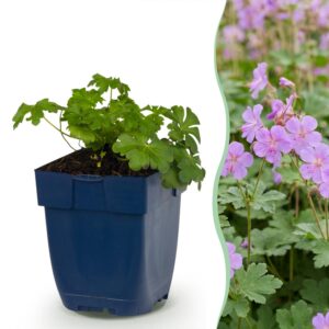 f90f8bda2f0c48cc820feb1848ff3d574c8d8bc60f034143837e33f85f1d3081.jpg Geranium macr. Czakor – Storchschnabel – Bodendecker – Violett-Rosa – 12 Pflanzen