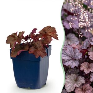 2b1f8272229a4ffe89514a63cd4a1df7e831959052bd443ba9af1a3f1a960635.jpg Heuchera micr. Palace Purple – Purpur-Glockenblume – Schatten – Violett – 12 Pflanzen