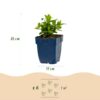 643f953e2a3f404eb8295cd84ac2dc9e9e3343ac336c406db86faa1239ffa161.jpg Hypericum calycinum – Johanniskraut – Bienen- und Schmetterlingsmagnet – Gelb – 12 Pflanzen