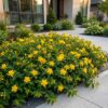 a93864c2c0254ce5a1436d419507363b84d851dae1a4403bbab802f3b5b06f8f.jpg Hypericum calycinum – Johanniskraut – Bienen- und Schmetterlingsmagnet – Gelb – 12 Pflanzen