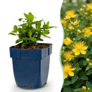 cb238f12cd77430fb3107334d9b8df59466baa742e0445f48353ba0537e7a000.jpg Hypericum calycinum – Johanniskraut – Bienen- und Schmetterlingsmagnet – Gelb – 12 Pflanzen