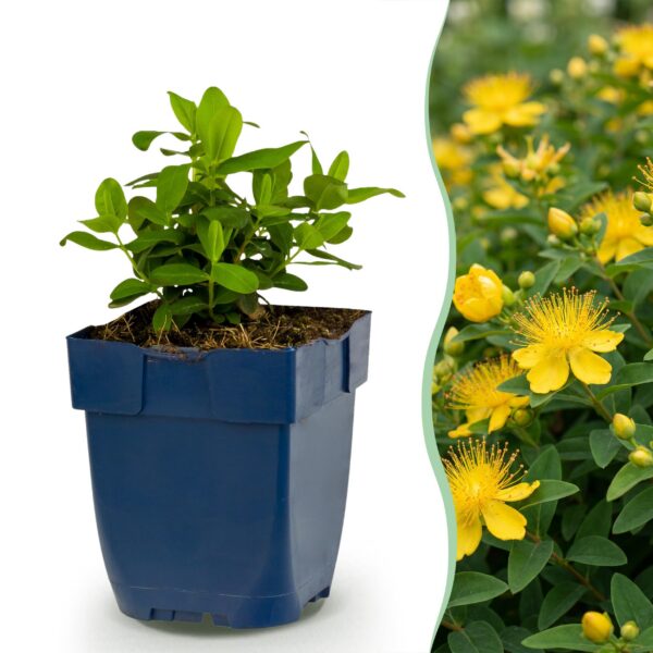 cb238f12cd77430fb3107334d9b8df59466baa742e0445f48353ba0537e7a000.jpg Hypericum calycinum – Johanniskraut – Bienen- und Schmetterlingsmagnet – Gelb – 12 Pflanzen