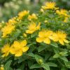 e948b996bb544707bcef76212f24d9d83db81999d0034e81b1fa7ce2dab203d9.jpg Hypericum calycinum – Johanniskraut – Bienen- und Schmetterlingsmagnet – Gelb – 12 Pflanzen