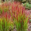 38c251a5719542a299129155d0515395460ac404860145fda8aa85b7130d68bb.jpg Imperata cylindrica Red Baron – Japanisches Blutgras – Rote Ausläufer – Rot – 12 Pflanzen