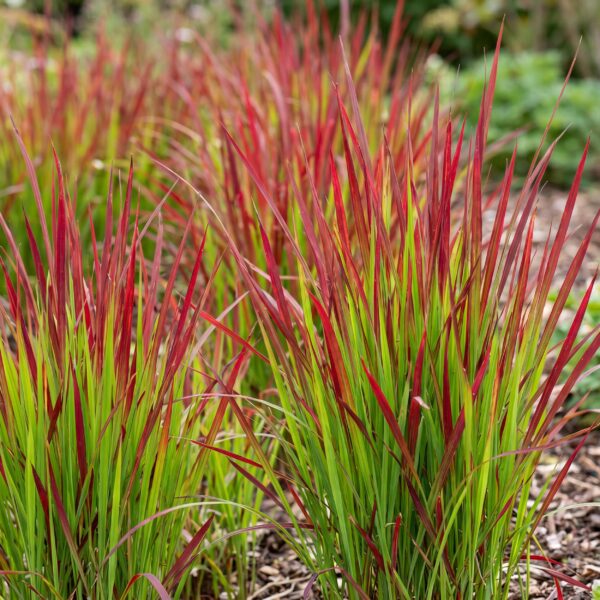 38c251a5719542a299129155d0515395460ac404860145fda8aa85b7130d68bb.jpg Imperata cylindrica Red Baron – Japanisches Blutgras – Rote Ausläufer – Rot – 12 Pflanzen