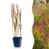 40c78256fc024940a18ecd322edee758d73f2d2a49eb4c8cba0c849d6a35f879.jpg Imperata cylindrica Red Baron – Japanisches Blutgras – Rote Ausläufer – Rot – 12 Pflanzen