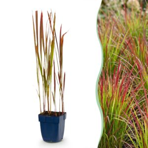 40c78256fc024940a18ecd322edee758d73f2d2a49eb4c8cba0c849d6a35f879.jpg Imperata cylindrica Red Baron – Japanisches Blutgras – Rote Ausläufer – Rot – 12 Pflanzen