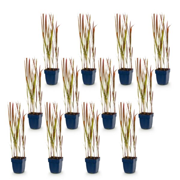 f27a0eb783704e1f8e8550ea52d08dbcf7607a5f0c854455a6fad1bc0e0a689f.jpg Imperata cylindrica Red Baron – Japanisches Blutgras – Rote Ausläufer – Rot – 12 Pflanzen