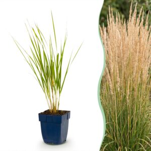 636ade883c31495182403b8f0fdb77ab481784e6c4294c0aad0b1bf8c4a382ed.jpg Calamagrostis Karl Foerster – Federgras – mit Rispen – grün – 12 Pflanzen