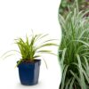 Carex morrowii „Ice Dance“ – Japanische Segge – Immergrün – Creme-Grün – 12 Pflanzen