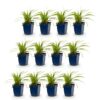 Carex morrowii „Ice Dance“ – Japanische Segge – Immergrün – Creme-Grün – 12 Pflanzen