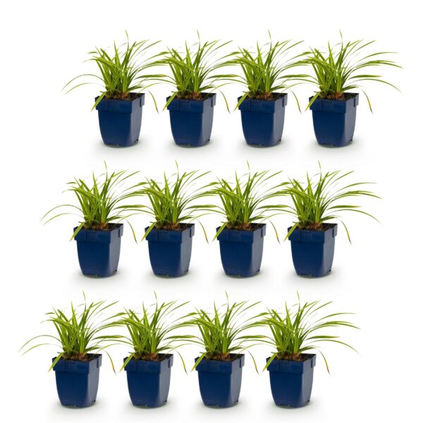 Carex morrowii „Ice Dance“ – Japanische Segge – Immergrün – Creme-Grün – 12 Pflanzen