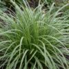 Carex morrowii „Ice Dance“ – Japanische Segge – Immergrün – Creme-Grün – 12 Pflanzen