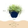 2763f367e21142d583a68d11f922312403abb6e6c0404a7799df12296f2c0e2f.jpg Thymus praecox Red Carpet – Kriechender Thymian – Duftend – Rot-Rosa – 6 Pflanzen