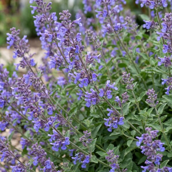 Nepeta faassenii 'Six Hills Giant' – Katzenminze – Bienen- und Schmetterlingsmagnet – Violett – 6 Pflanzen