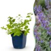 Nepeta faassenii 'Six Hills Giant' – Katzenminze – Bienen- und Schmetterlingsmagnet – Violett – 6 Pflanzen