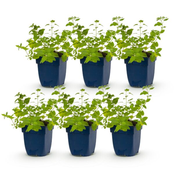 Nepeta faassenii 'Six Hills Giant' – Katzenminze – Bienen- und Schmetterlingsmagnet – Violett – 6 Pflanzen