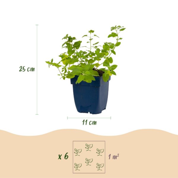Nepeta faassenii 'Six Hills Giant' – Katzenminze – Bienen- und Schmetterlingsmagnet – Violett – 6 Pflanzen
