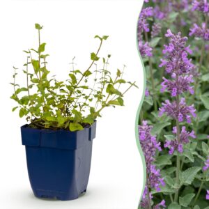 c6a8572d9606465e870cac77dcfa0755595d80e898c54bc58cc83141483e84cc.jpg Nepeta rac. Grog – Katzenminze – Bienen- und Schmetterlingsmagnet – Blau – 6 Pflanzen