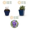 5d2a9e41407e4e6bb9c4c8a2113e485ecb0a7765bc4443d69495acb5d8878c45.jpg Lavandula ang. Dwarf Blue – Lavendel – Duftend – Violett – 6 Pflanzen