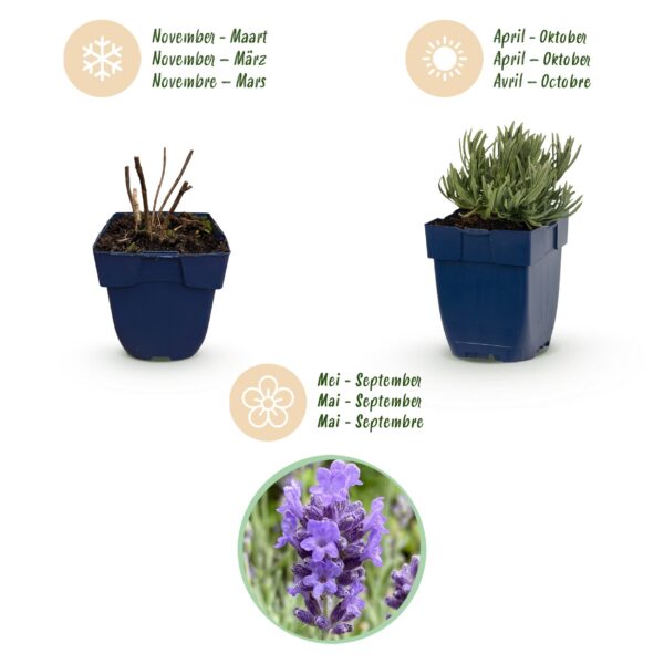 5d2a9e41407e4e6bb9c4c8a2113e485ecb0a7765bc4443d69495acb5d8878c45.jpg Lavandula ang. Dwarf Blue – Lavendel – Duftend – Violett – 6 Pflanzen