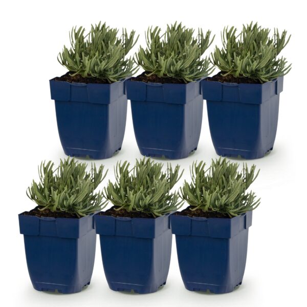 71ec88628659418799de2246cb6526cb6b3fbb4e94ef4ab9b0ca114ac1a9cf28.jpg Lavandula ang. Dwarf Blue – Lavendel – Duftend – Violett – 6 Pflanzen