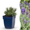 a79eb4c6d05b48ee93569877867089fd92ebd474aa77444cab245896e63252e7.jpg Lavandula ang. Dwarf Blue – Lavendel – Duftend – Violett – 6 Pflanzen
