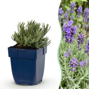 a79eb4c6d05b48ee93569877867089fd92ebd474aa77444cab245896e63252e7.jpg Lavandula ang. Dwarf Blue – Lavendel – Duftend – Violett – 6 Pflanzen