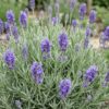 cdcecafb164843208b39a8b3514bcd077ccd294754f4459592e38f39079d558d.jpg Lavandula ang. Dwarf Blue – Lavendel – Duftend – Violett – 6 Pflanzen
