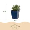 f4242340bbfe41f5b825f5a94ea8e3ab71b50fe51fe04dbfb2e007b195aae0b5.jpg Lavandula ang. Dwarf Blue – Lavendel – Duftend – Violett – 6 Pflanzen