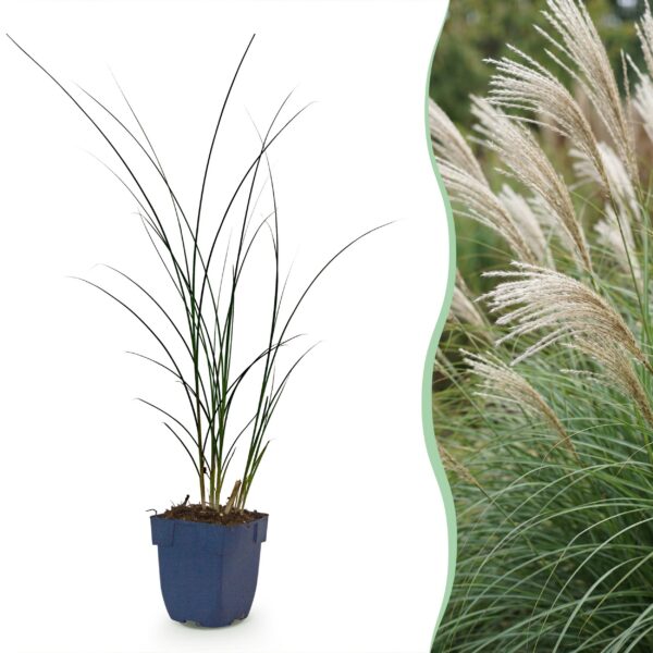 1c78ca2438074dd89853f7cd0076495be7cb17aa8d0441bf9edf8c703c410af2.jpg Miscanthus sin. Gracillimus – Pampusgras – mit Rispen – grün – 6 Pflanzen