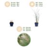 4148b5ce62014412b14613ba57354d673d8e8fc4a97f4085b21343563fb61ed6.jpg Miscanthus sin. Gracillimus – Pampusgras – mit Rispen – grün – 6 Pflanzen