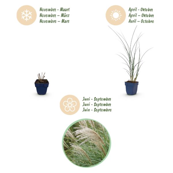 4148b5ce62014412b14613ba57354d673d8e8fc4a97f4085b21343563fb61ed6.jpg Miscanthus sin. Gracillimus – Pampusgras – mit Rispen – grün – 6 Pflanzen