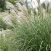 9ffa14a71e304a6e90a3fdbb3ac52c9d0f36394994c847cd9eb595235919f481.jpg Miscanthus sin. Gracillimus – Pampusgras – mit Rispen – grün – 6 Pflanzen