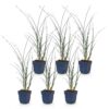 ea1bb9abed964f6bb03327c368f2b349144f80c5e75a46bbb2fe9ec92219d60f.jpg Miscanthus sin. Gracillimus – Pampusgras – mit Rispen – grün – 6 Pflanzen