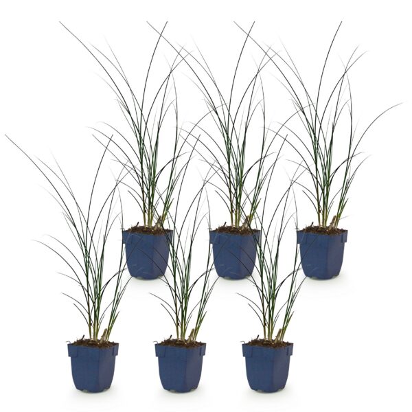 ea1bb9abed964f6bb03327c368f2b349144f80c5e75a46bbb2fe9ec92219d60f.jpg Miscanthus sin. Gracillimus – Pampusgras – mit Rispen – grün – 6 Pflanzen
