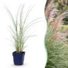 Miscanthus sin. Morning Light – Pampasgras – mit Rispen – silberfarben – 6 Pflanzen