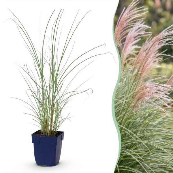 Miscanthus sin. Morning Light – Pampasgras – mit Rispen – silberfarben – 6 Pflanzen