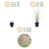 Miscanthus sin. Morning Light – Pampasgras – mit Rispen – silberfarben – 6 Pflanzen