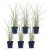Miscanthus sin. Morning Light – Pampasgras – mit Rispen – silberfarben – 6 Pflanzen