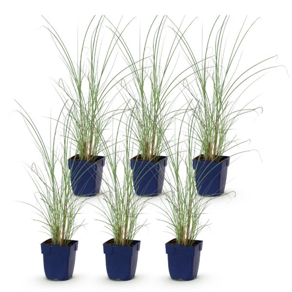 Miscanthus sin. Morning Light – Pampasgras – mit Rispen – silberfarben – 6 Pflanzen