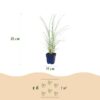Miscanthus sin. Morning Light – Pampasgras – mit Rispen – silberfarben – 6 Pflanzen