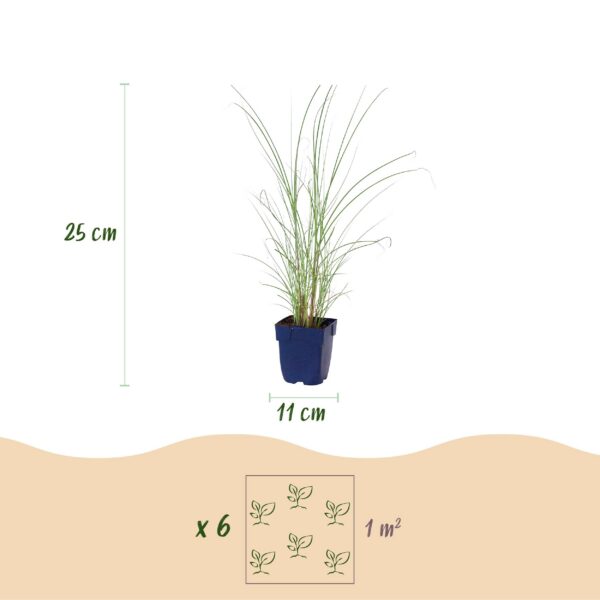Miscanthus sin. Morning Light – Pampasgras – mit Rispen – silberfarben – 6 Pflanzen