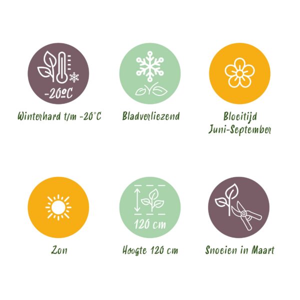 Miscanthus sin. Morning Light – Pampasgras – mit Rispen – silberfarben – 6 Pflanzen