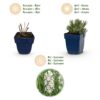 72a6227fe68540b2a214e6ecd0fff7fc181aa3104e44439ea6ce70d41480aab4.jpg Lavandula ang. Edelweiss – Lavendel – Duftend – Weiß – 6 Pflanzen