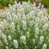 83912e642fac401b966f46ddbb4991ec95f7c362b3394efc96fe03a90452b344.jpg Lavandula ang. Edelweiss – Lavendel – Duftend – Weiß – 6 Pflanzen